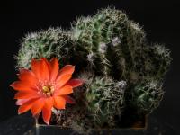 Thumbnail of 0786_Rebutia eucalyptana_20150502(1).jpg
